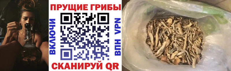 Псилоцибиновые грибы Cubensis  Балаково 