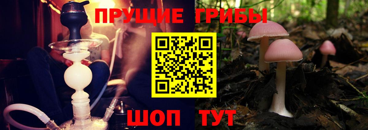 Балаково  Галлюциногенные грибы Psilocybine cubensis  Вход с VPN  хочу   Псилоцибиновые грибы Magic Shrooms 